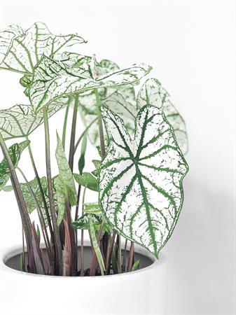 Caladium bianco