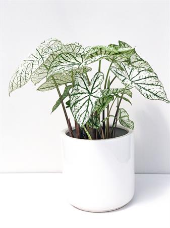 Caladium bianco