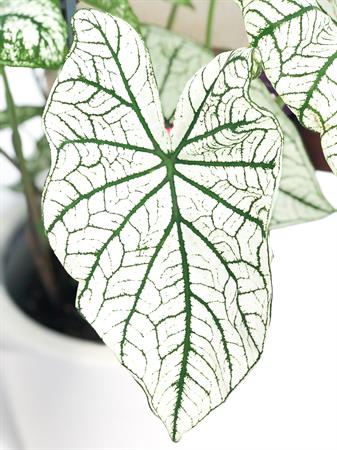 Caladium bianco