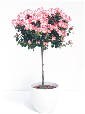 Azalea alberello