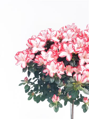 Azalea alberello