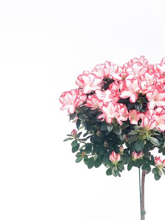 Azalea alberello