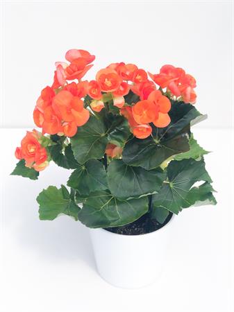 Begonia arancione