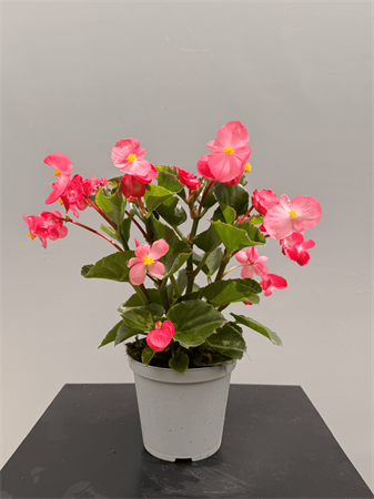 Begonia