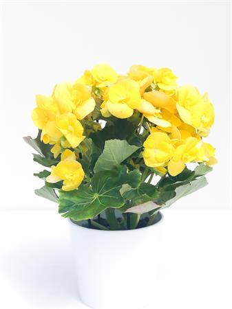 Begonia gialla