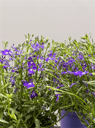 Lobelia