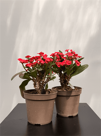 Euphorbia milli