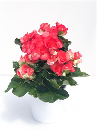 Begonia rossa