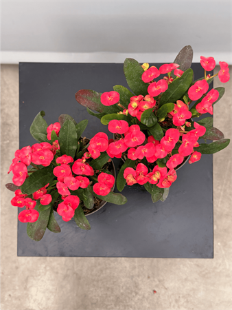 Euphorbia milli