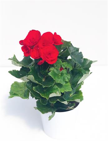 Begonia rosso vermiglio