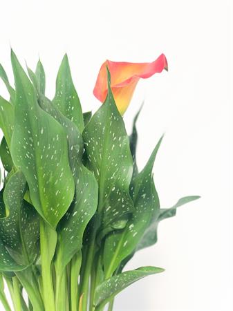 Calla arancione