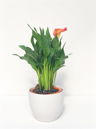 Calla arancione