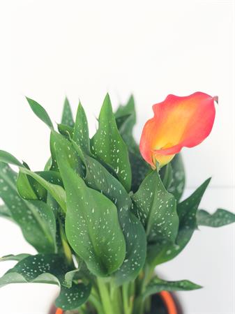 Calla arancione