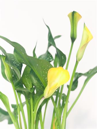 Calla gialla