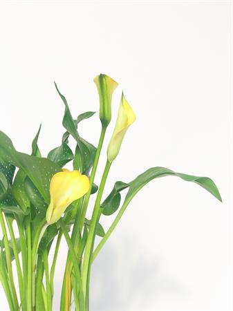 Calla gialla