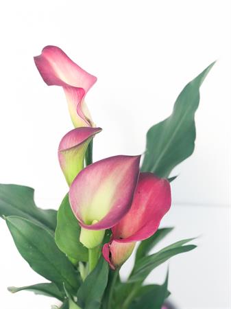 Calla viola