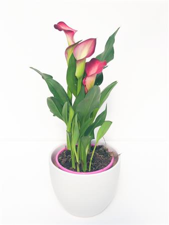 Calla viola