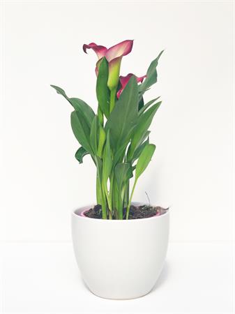 Calla viola