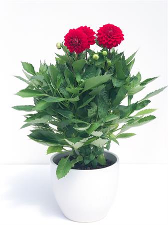 Dalia rossa