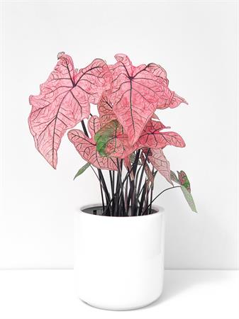 Caladium fucsia