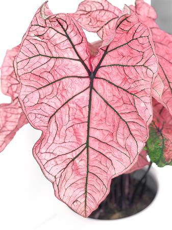 Caladium fucsia