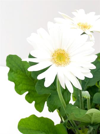 Gerbera bianca