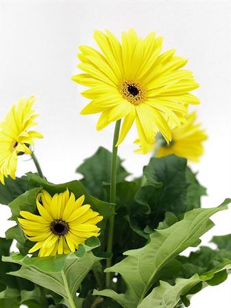 Gerbera gialla