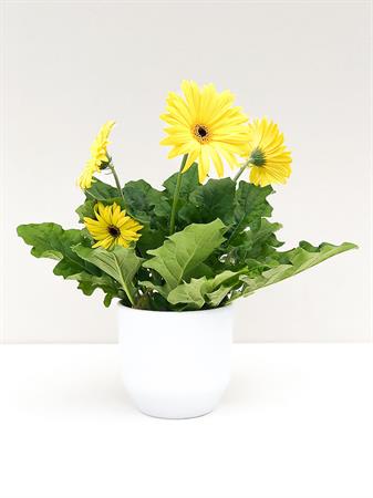 Gerbera gialla