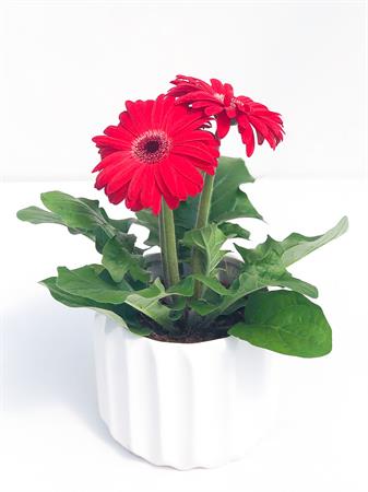 Gerbera rossa