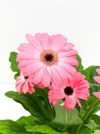 Gerbera rosa