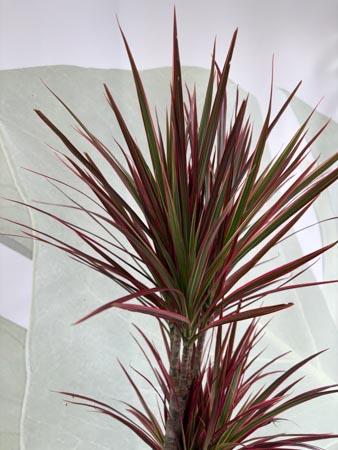 Dracaena Red due rami