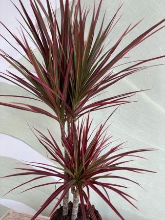Dracaena Red due rami