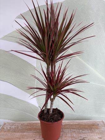 Dracaena Red due rami