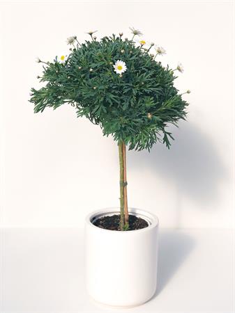 Margherita alberello