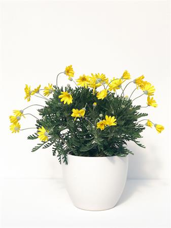 Margherita da campo gialla