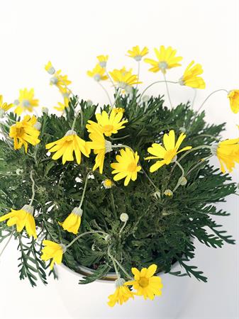 Margherita da campo gialla