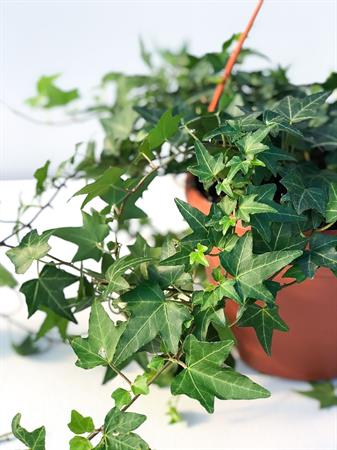 Edera verde intenso