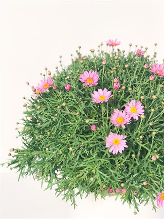 Margherita colorata
