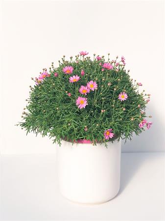 Margherita colorata