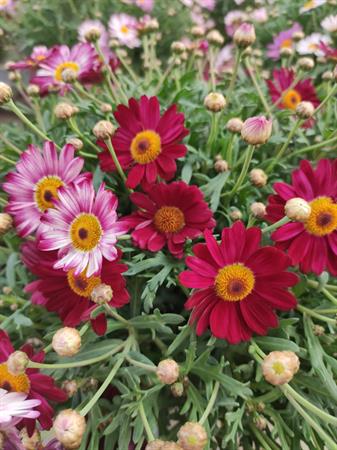 Margherita colorata