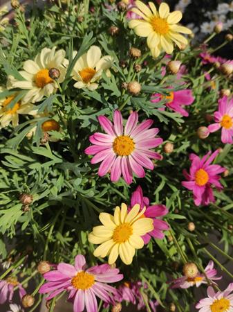 Margherita colorata