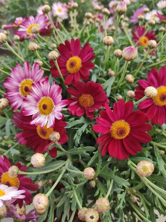 Margherita colorata