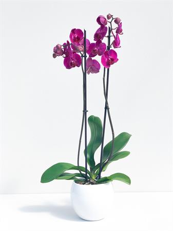 Orchidea fucsia