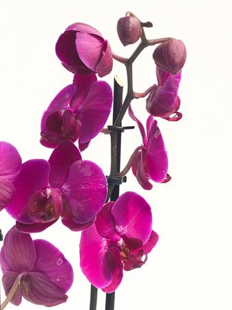 Orchidea fucsia