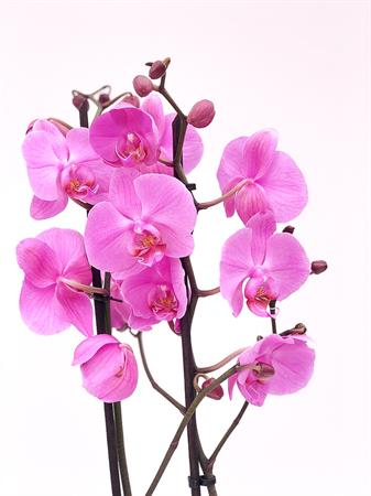 Orchidea lilla
