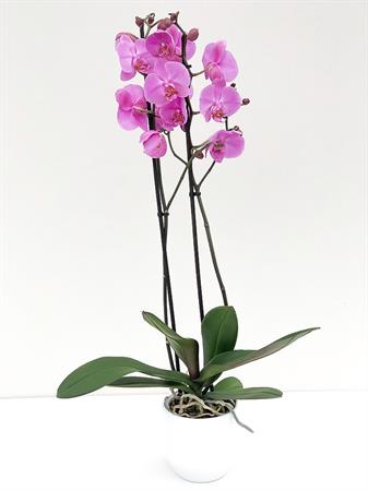 Orchidea lilla