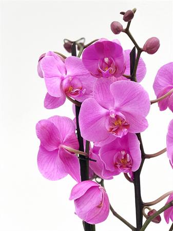 Orchidea lilla