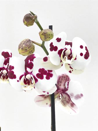 Orchidea maculata