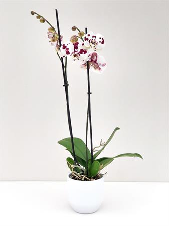 Orchidea maculata
