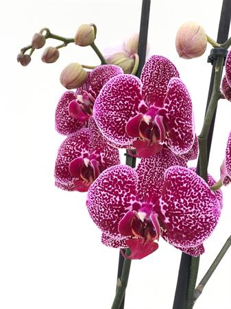 Orchidea puntinata
